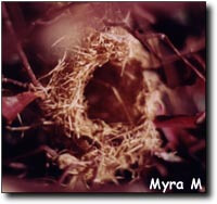 Weavers partially built nest - ladygouldianfinch.com - behavior