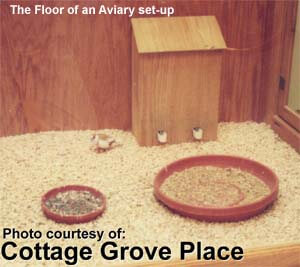 lady gouldian finch cage or aviary - Article on Housing