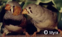 pair of zebra finches - ladygouldianfinch - finch species