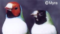 pair of gouldian finches - ladygouldianfinch - Finch Species