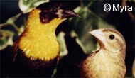 pair of orange weavers - lady gouldian finch - Finch Species