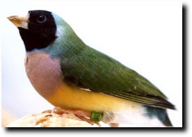 Hypocalcemia - article on calcium deficiencies - ladygouldianfinch.com