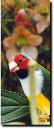 lady gouldian finch nestling food - ladygouldianfinch.com