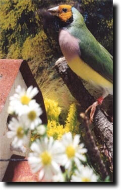 Aviary Plants - Article and Information - ladygouldianfinch.