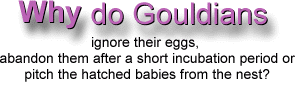 Why do Gouldians Ignore Their Eggs - ladygouldianfinch.com