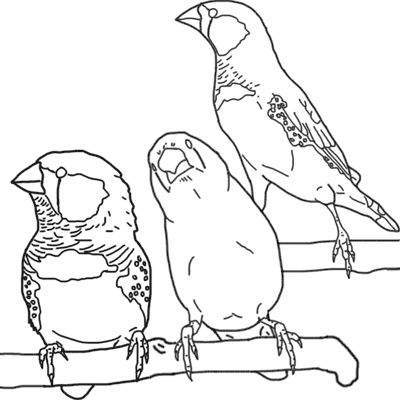 Zebra Finch - Coloring Page - ladygouldianfinch.com