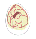 Fertile egg animation