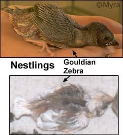 lady gouldian finch chick develeopment