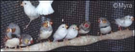 Chick Development - LadyGouldianFinch.com - Article