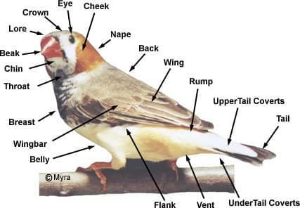 Parts of a Finch - ladygouldianfinch.com - Article