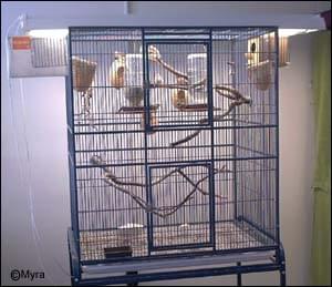Myra's Aviary