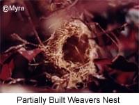 Partial Weaver Nest - Lady Gouldian Finch Nesting
