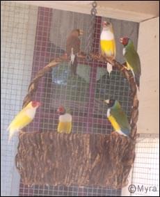 lady gouldian finch article - outdooraviary project