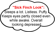 Sick Finch Look - Sleeps A lot - eyes closed - ladygouldianfinch.com