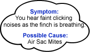 Sick bird Symptoms/Possible Causes - ladygouldianfinch.com