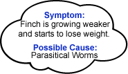 Sick Finch Symptom and Possible Cause - ladygouldianfinch.com