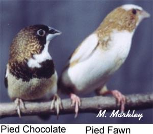 sexing society finches