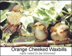 Orange Cheeked Waxbills -  Article - Ladygouldianfinch.com