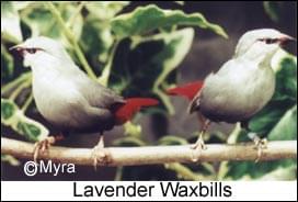 Lavender Waxbills - Article - ladygouldianfinch.com
