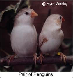 zebra finch mutations - Pair of Penguin Zebra Finches