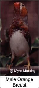 zebra finch mutations - Male Orange Breast Zebra Finch