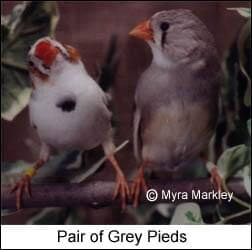 zebra finch mutation - Pied Grey Zebra Finches