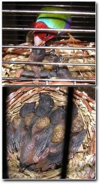 ....and baby makes 5 in a canary Nest - gouldians