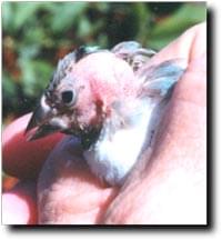 Is your Bird Going Bald - Article - ladygouldianfinch.com