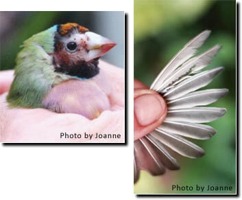 Is your Bird Going Bald - Article - ladygouldianfinch.com