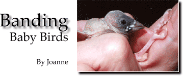 Banding Baby Birds - Title