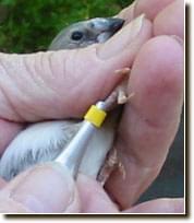 Banding baby birds - ladygouldianfinch.com