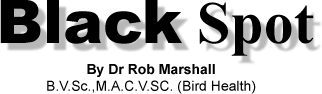 Black Spot by Dr Rob Marshall