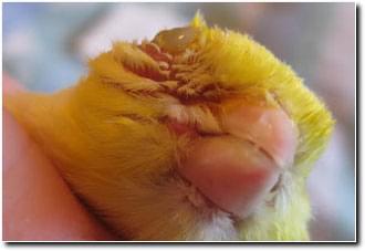 Canary pox - Ladygouldianfinch.com
