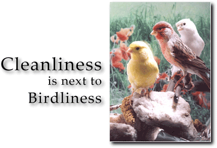 Cleanliness in next to Birdliness - ladygouldianfinch.com