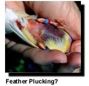Feather Plucking - Frequently Asked Questions - ladygouldianfinch.com