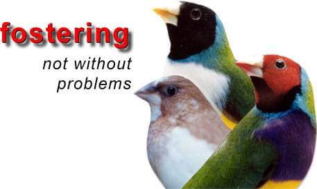 Fostering not wihout it's Problems - ladygouldianfinch.com