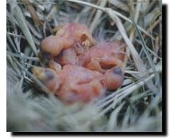 Fostering Article - ladygouldianfinch.com