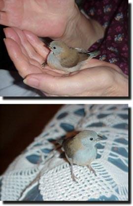 Handfeeding Finches