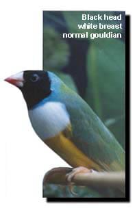 Houshold Hazards - Article and Information - Ladygouldianfinch.com