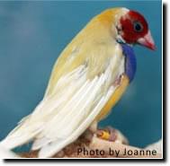 Suvival of the Fittest - Article and Information - ladygouldianfinch.com