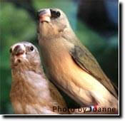 Juvenile Molt - Article and Information - ladygouldianfinch.com