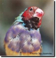 lady gouldian finch molt