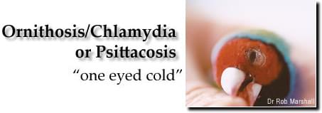 Ornithosis/Chlamydia or Psittacosis "one eyed cold"