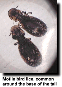 External Parasites - Lice - Ladygouldianfinch.com