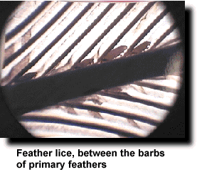 External Parasites - Feather Lice - ladygouldianfinch.com
