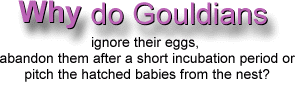 Why do Gouldians Ignore Their Eggs - ladygouldianfinch.com