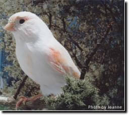 Quarantine - Article - ladygouldianfinch.com