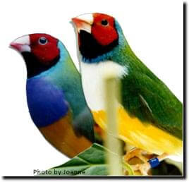 Quarantine - 2 Red Head Green Back Male Lady Gouldian Finch