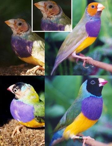 Neglect and Rescue - Article - Ladygouldianfinch.com