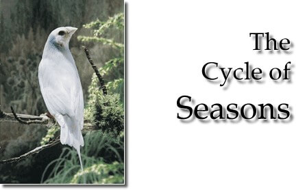 The Cycles of the Season - title - article - ladygouldianfinch.com